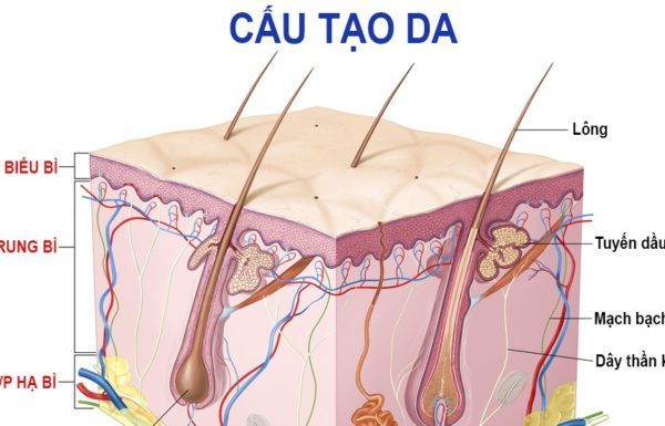 Cấu tạo và chức năng của da – Những loại vi khuẩn phổ biến thường phát triển trên da